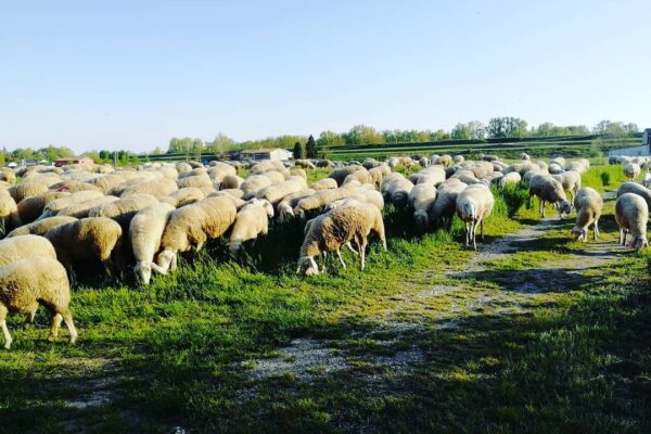 Allevare le pecore: uno stile di vita racchiuso in un territorio