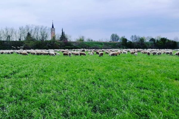 La Bassa Padovana: la campagna che custodisce i nostri pascoli