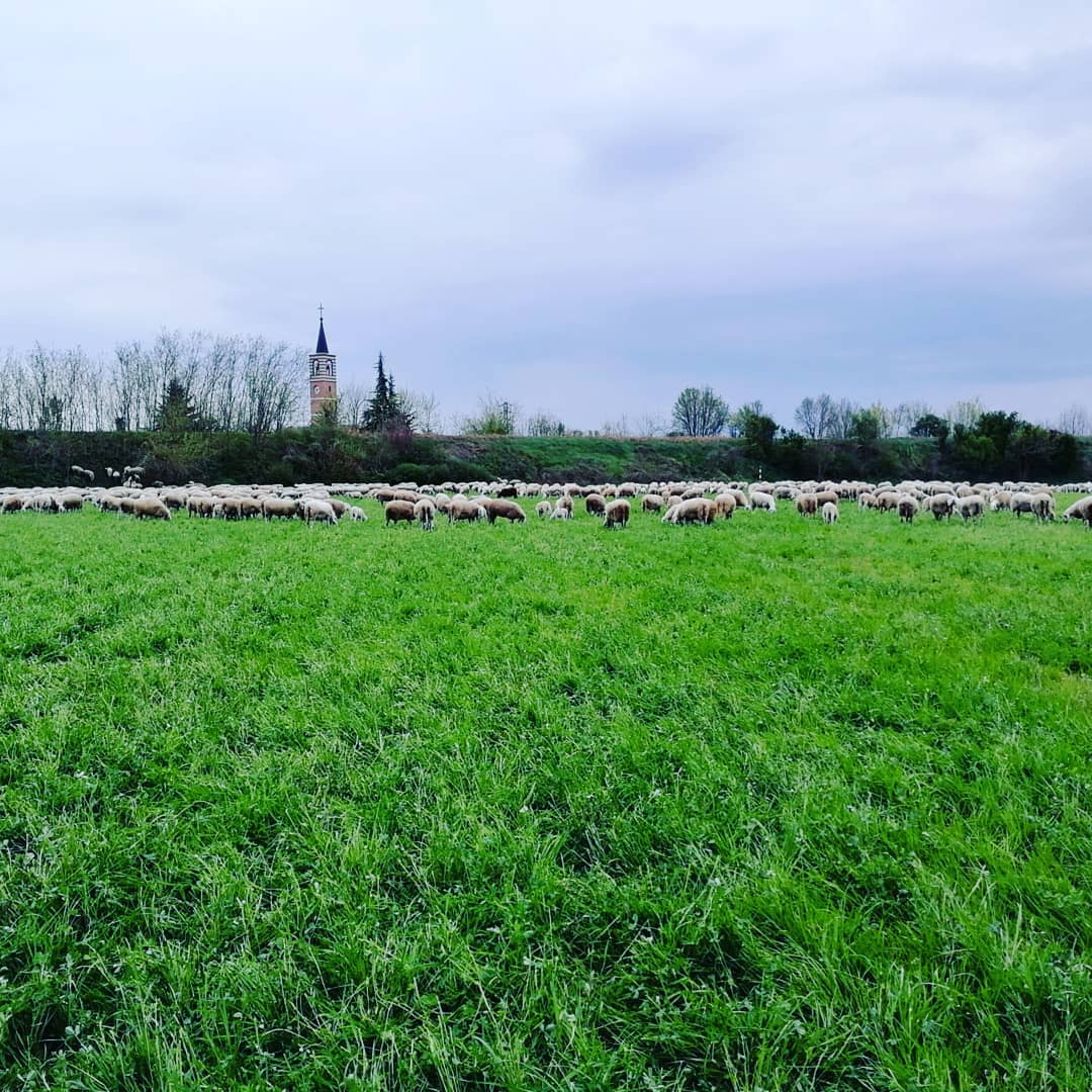 La Bassa Padovana: la campagna che custodisce i nostri pascoli