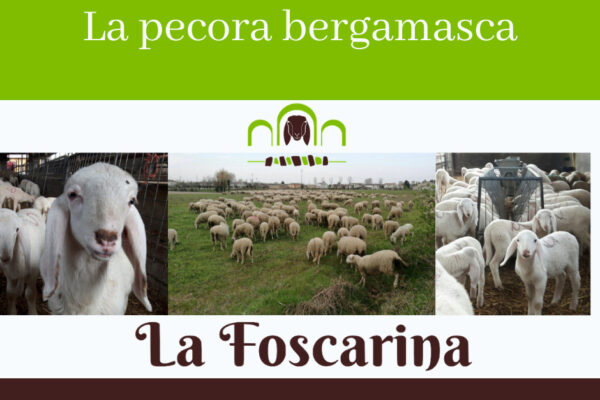 Pecora Bergamasca: caratteristiche di un animale straordinario