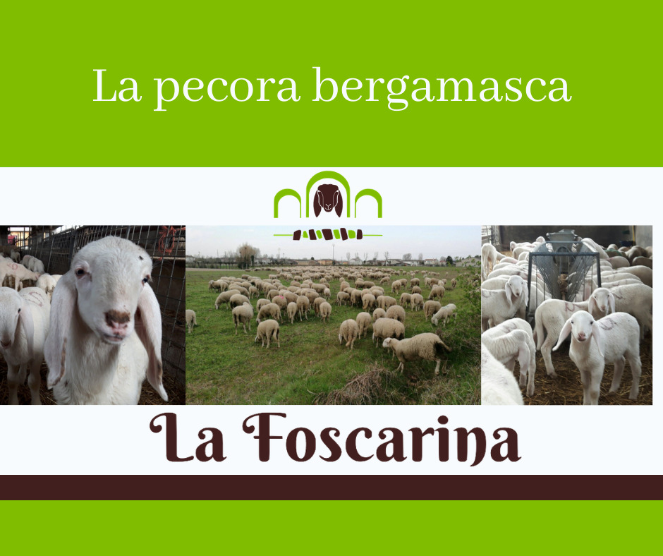 Pecora Bergamasca: caratteristiche di un animale straordinario