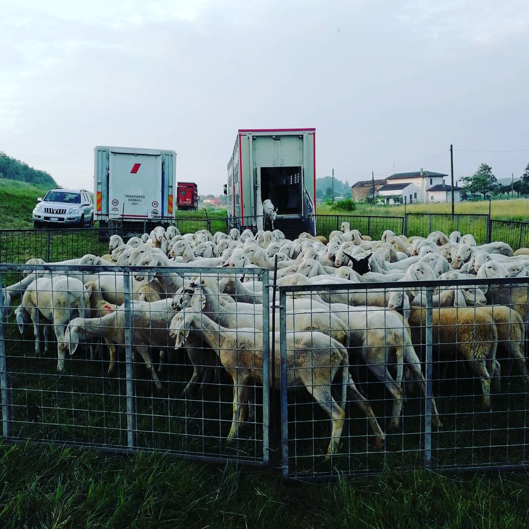 La carne ovina italiana