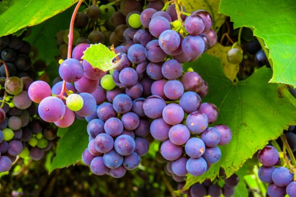 Il momento della vendemmia sui Colli Euganei