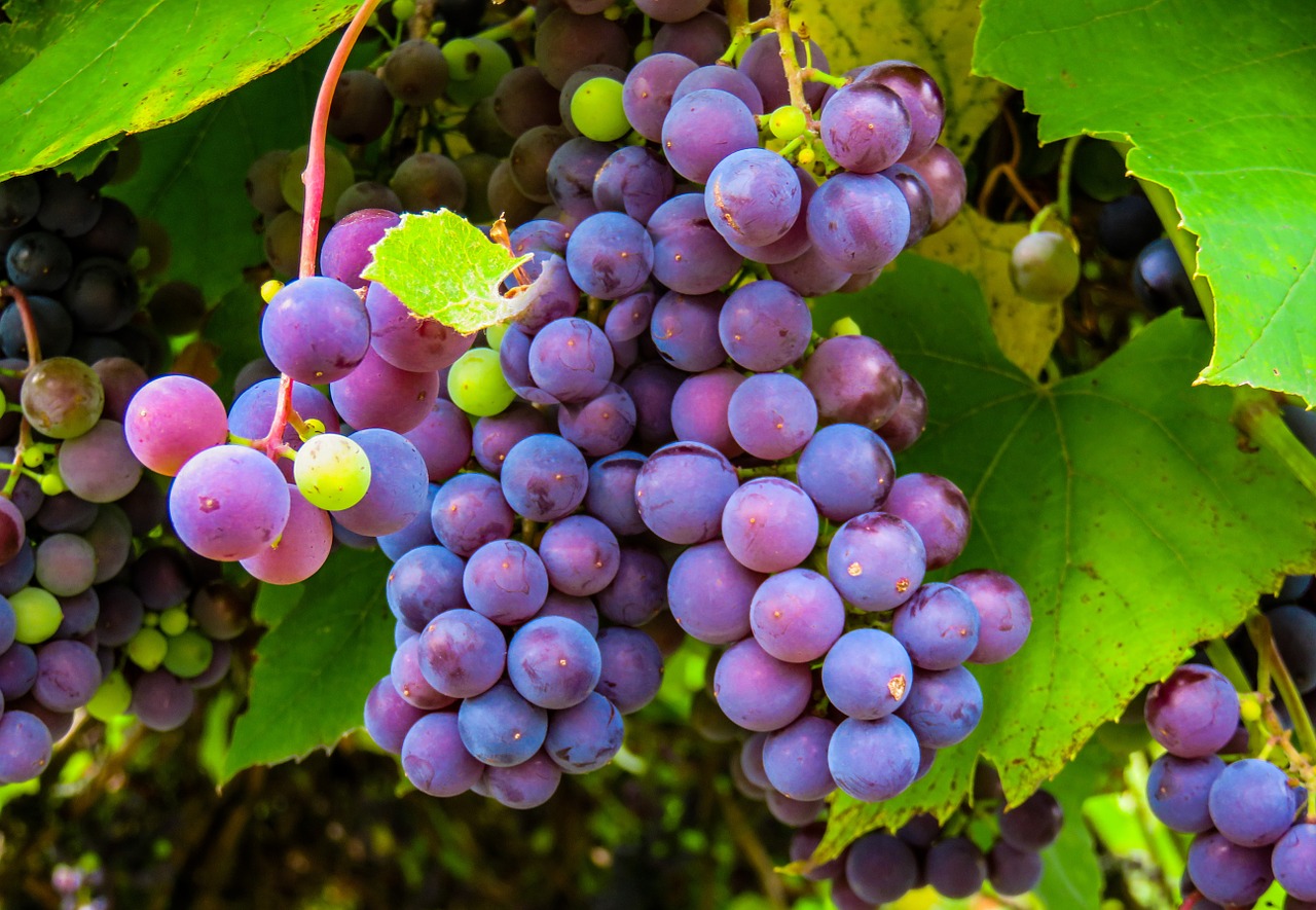 Il momento della vendemmia sui Colli Euganei