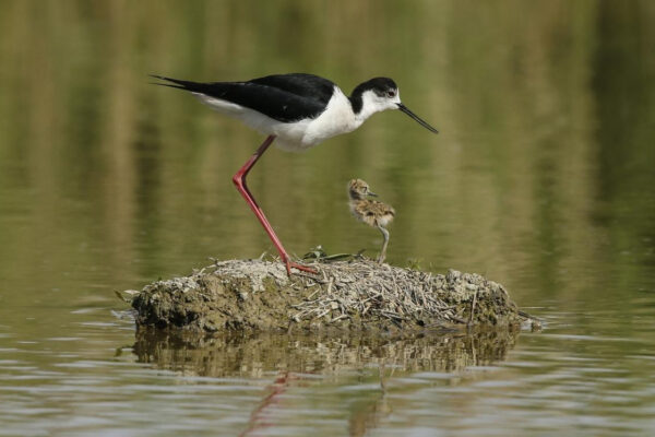 Birdwatching sul Delta