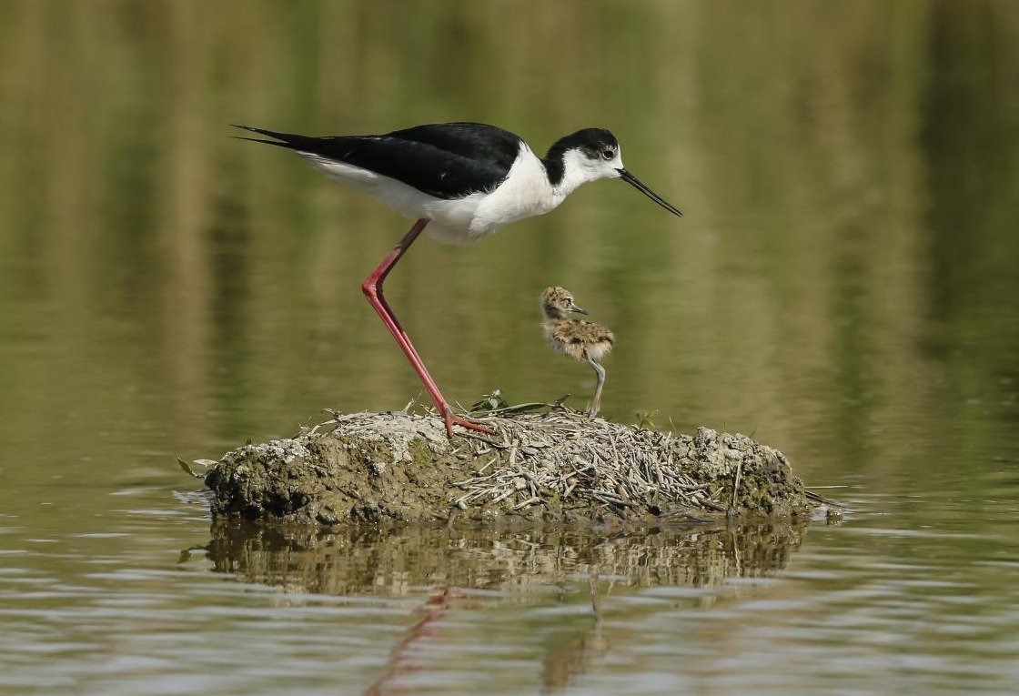 Birdwatching sul Delta