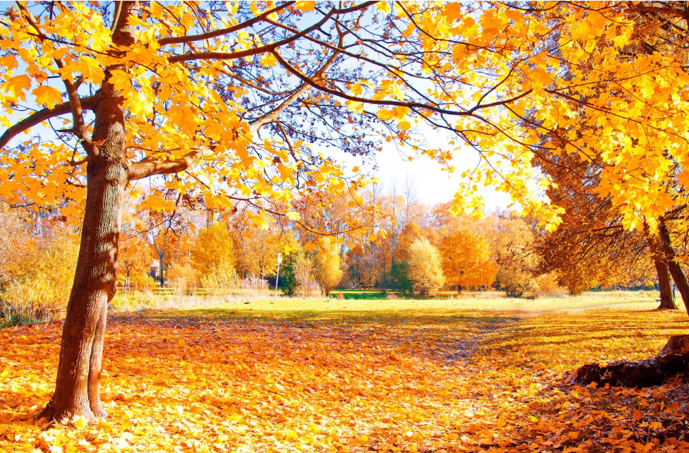 Lo spettacolo del foliage